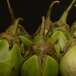 Organic Green Brinjal (Baingan)